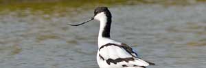 Avocetta